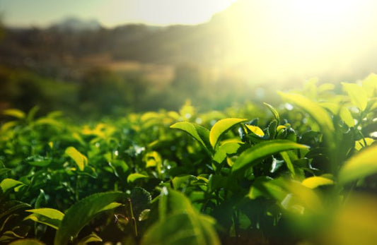 Memories of Tea and Conversation: The Heartwarming Power of a Shared Cup