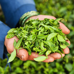 Darjeeling Tea - First Flush